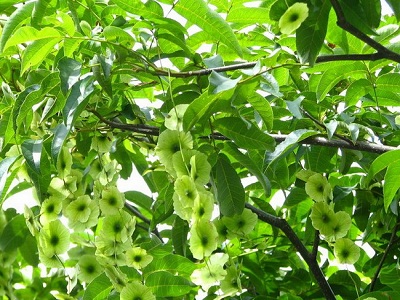 泰康青钱柳朱炳庭投身青钱柳事业的契机是什么