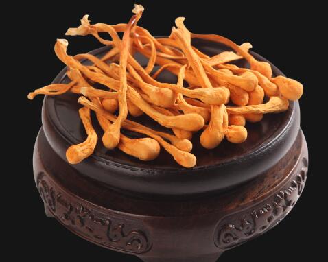 北虫草的功效与作用及禁忌 揭晓北虫草的功效