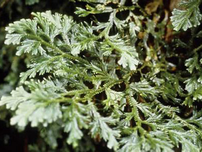 石上柏的功效与作用