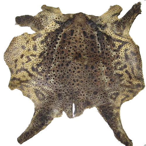 蟾蜍的功效与作用